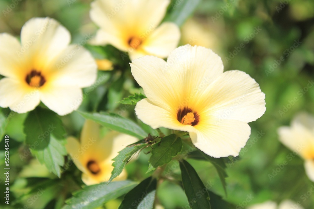 Beauty of Close Up Nature Beauty of Close Up Nature