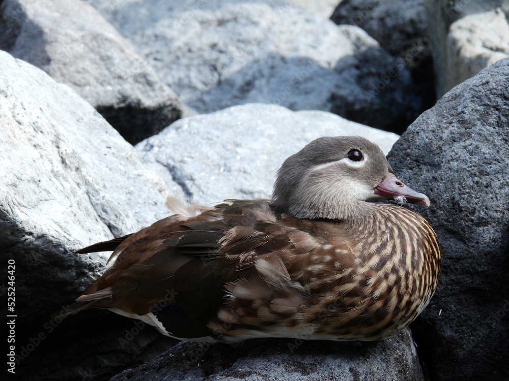 Fototapeta premium duck on the rocks