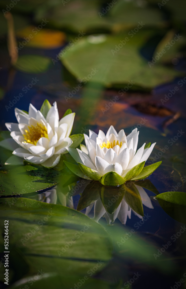 Beautiful white pygmy water-lily on a small pond with reflection Beautiful white pygmy water-lily on a small pond with reflection