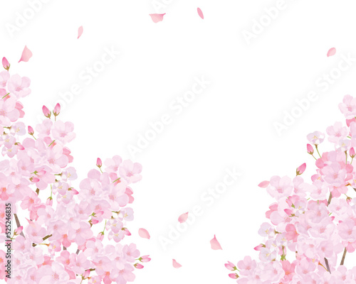 光差し込む美しく華やかな満開の薄いピンク色の桜の花ー花びら舞い散る幻想的な白バックフレーム背景素材