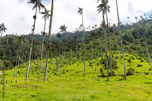 Cocora valley near Salento with enchanting landscape of pines and eucalyptus towered over by the famous giant wax palms. Partially cloudy weather. Colombia, South America