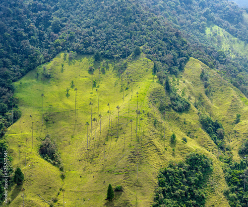 Wax palm trees, native to the humid montane forests of the Andes, towering the landscape of Cocora Valley at Salento, among the coffee zone of Colombia.