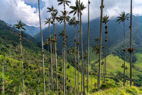 Cocora valley near Salento with enchanting landscape of pines and eucalyptus towered over by the famous giant wax palms. Partially cloudy weather. Colombia, South America