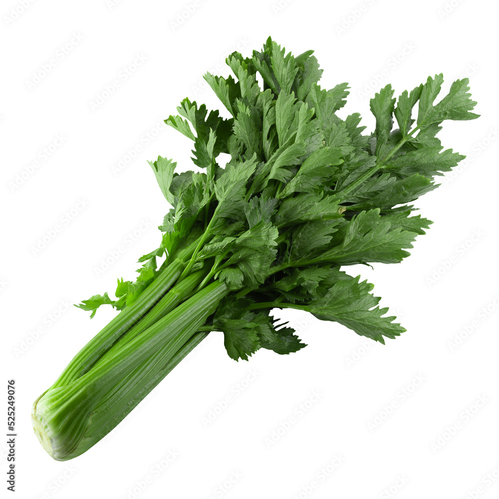 fresh celery isolated over alpha background.