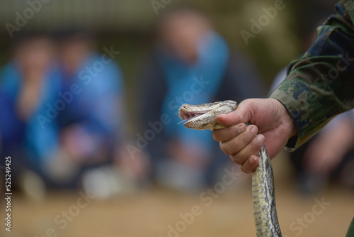 a man catch a neck snake