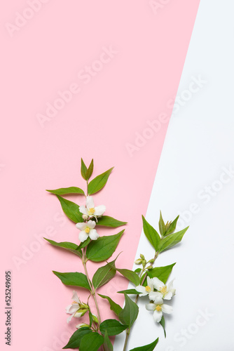 Jasmine flowers on pink background.