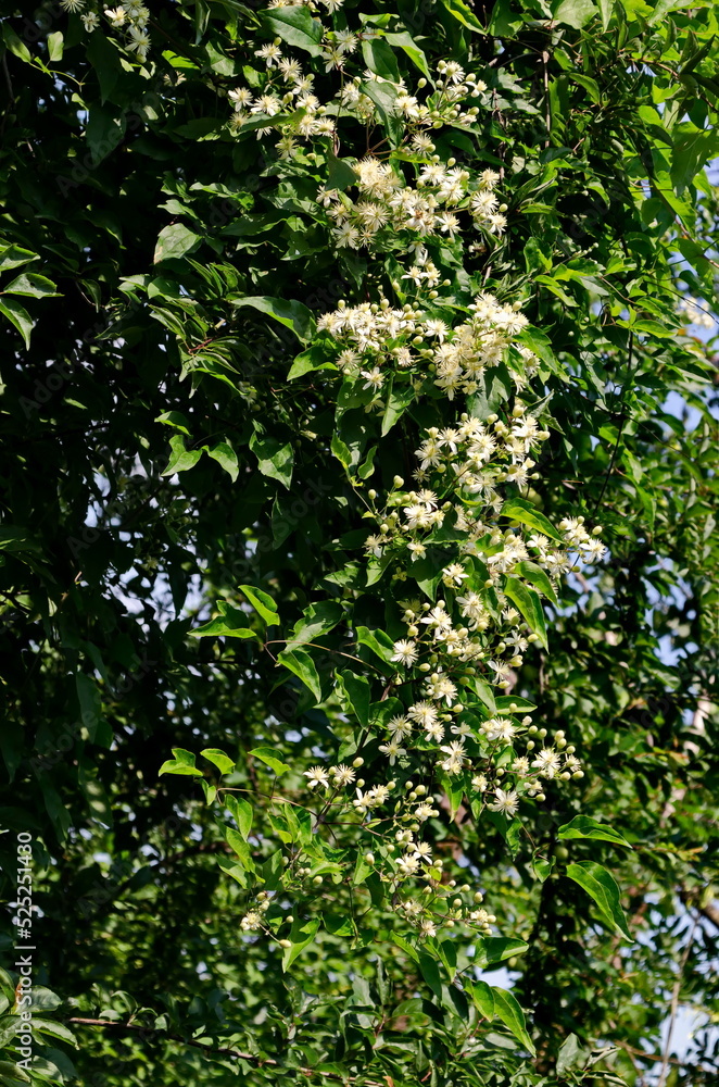 White flowers of Old beard or Clematis vitalba on a bush, Sofia, Bulgaria White flowers of Old beard or Clematis vitalba on a bush, Sofia, Bulgaria