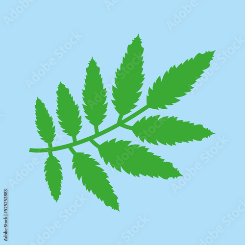 branch with narrow leaves on a blue background