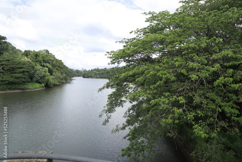 river in the forest