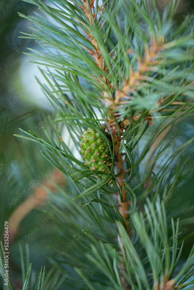 Obraz premium Green Pine Tree Sprout Conifer Cone Strobilus Macro
