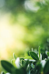 Dark green leaf texture, Natural green leaves using as nature background wallpaper or tropical leaf cover page 