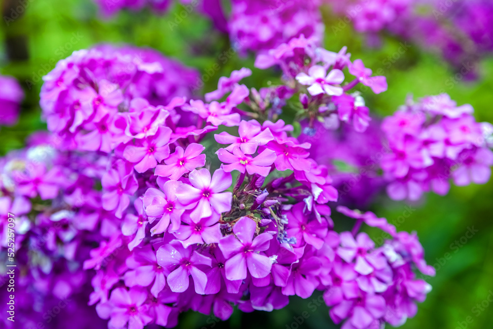 Phlox paniculata is growing in the country garden
Phlox paniculata is growing in the country garden
