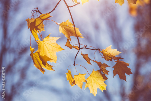 Autumn background-yellow maple leaves in the city Park  © licvin