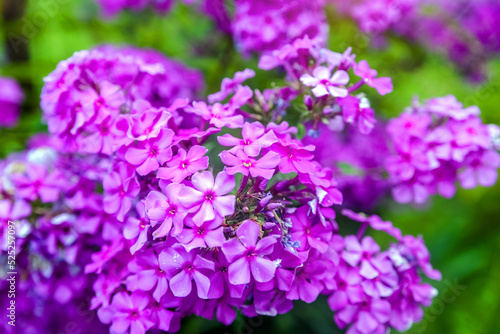 Phlox paniculata is growing in the country garden 