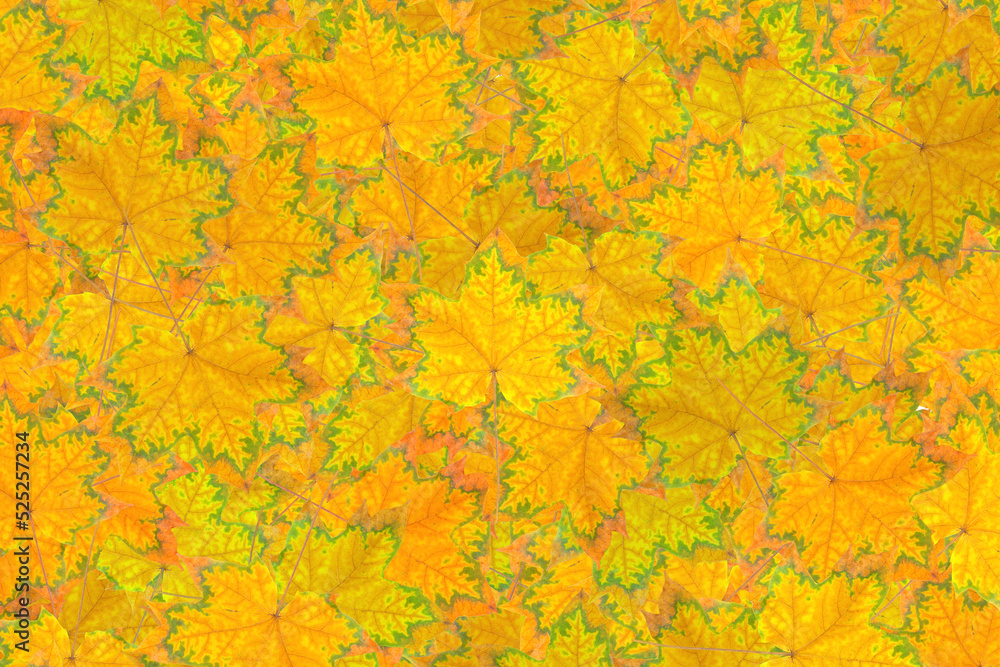 Abstract pigmented maple leaves background Abstract pigmented maple leaves background