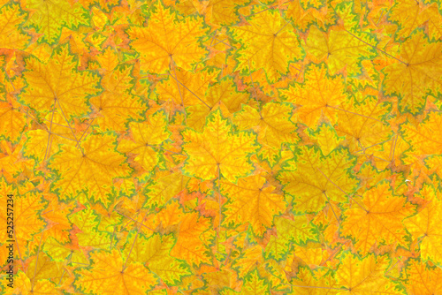Abstract pigmented maple leaves background