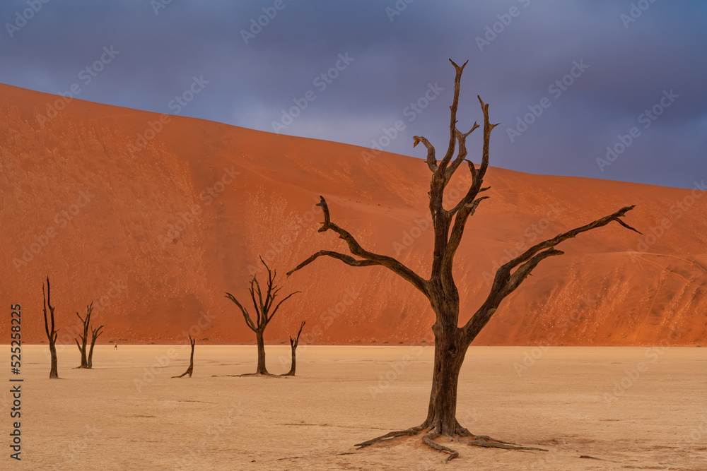 Dead Camelthorn Trees against red dunes and blue sky in Deadvlei, Sossusvlei. Namib-Naukluft National Park, Namibia, Africa Dead Camelthorn Trees against red dunes and blue sky in Deadvlei, Sossusvlei. Namib-Naukluft National Park, Namibia, Africa