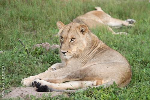 Beautiful Lion Caesar in the golden grass of Masai Mara  Kenya Panthera Leo.