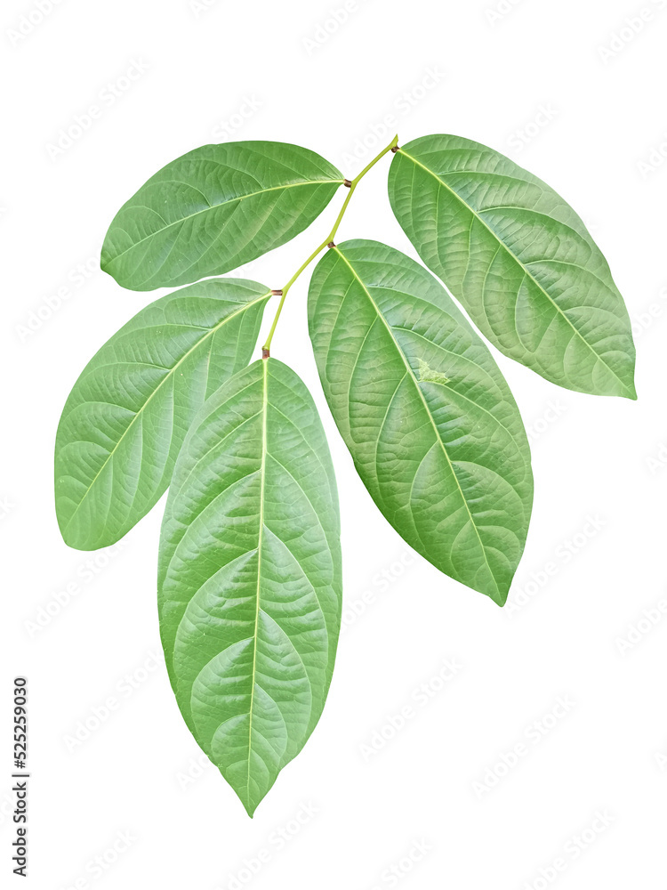 Naklejka premium green leaves isolated on white background