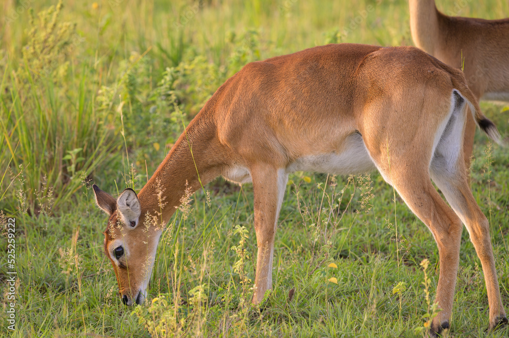 An Ugandan kob in Murchison Falls National Park An Ugandan kob in Murchison Falls National Park