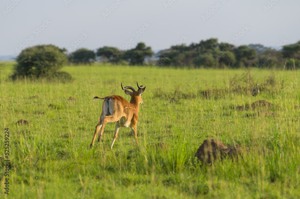 An Ugandan kob in Murchison Falls National Park An Ugandan kob in Murchison Falls National Park