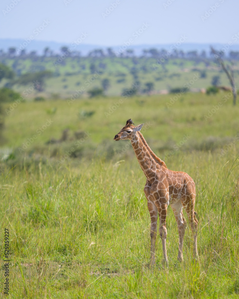 A giraffe in Murchinson Falls National Park A giraffe in Murchinson Falls National Park