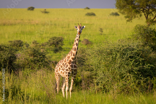 A giraffe in Murchinson Falls National Park