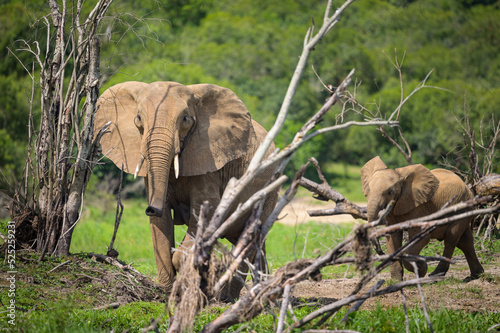 African bush elephants in Murchinson Falls National Park photo