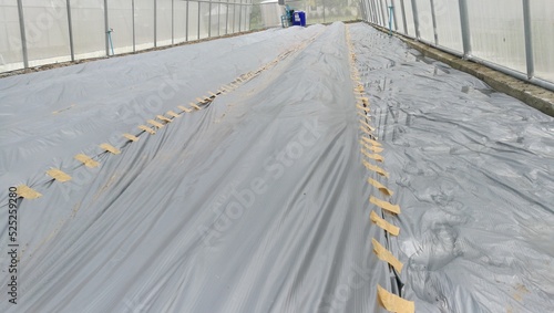 Preparing soil for plantation of the planting nursery under shading net in the vegetables orgarnic farm photo