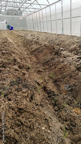 Preparing soil for plantation of the planting nursery under shading net in the vegetables orgarnic farm photo