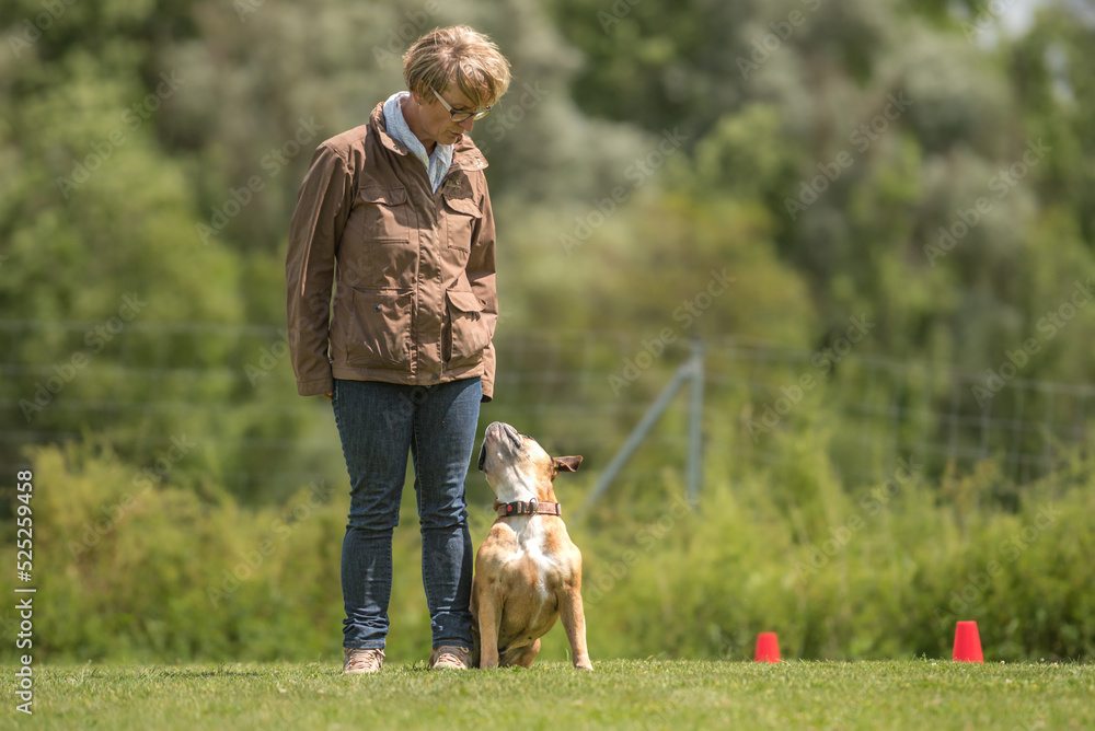 Fun and enjoy sport training with a attentive Continental bulldogg. Owner and dog in the park while working Fun and enjoy sport training with a attentive Continental bulldogg. Owner and dog in the park while working