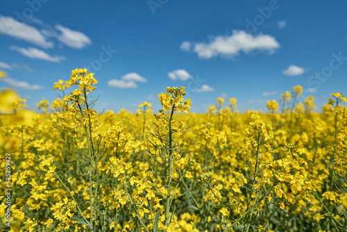 a field of flowering rapeseed, yellow rapeseed flowers on the blue sky background, landscape with yellow field