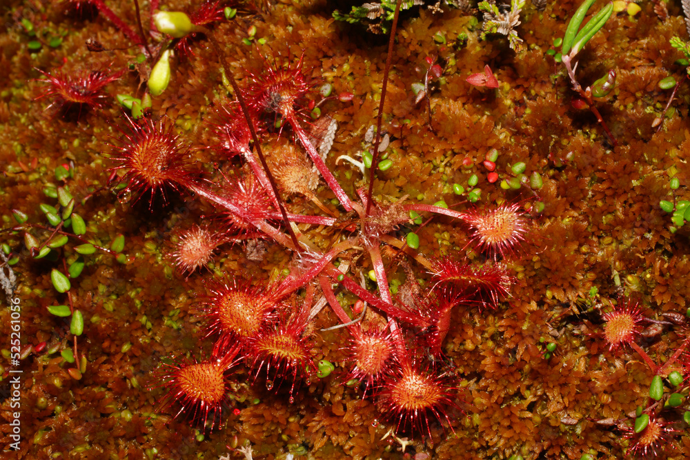 Round-leafed sundew (Drosera rotundifolia) growing in red moss, Northern Norway Round-leafed sundew (Drosera rotundifolia) growing in red moss, Northern Norway