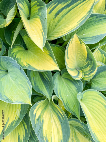 Wallpaper Mural Plantain Lily Torontodigital.ca