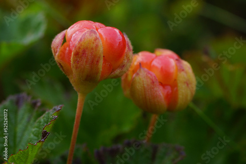 Close-up of two red cloudberries (Rubus chamaemorus), Northern Norway