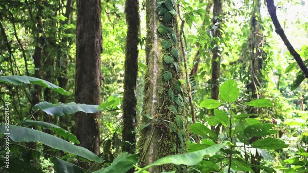 Tropical Rainforest Costa Rica Jungle Detail, Close Up of Trees and Plants, Flora and Fauna and Greenery at Arenal Volcano National Park Mistico Hanging Bridges, Central America Tropical Rainforest Costa Rica Jungle Detail, Close Up of Trees and Plants, Flora and Fauna and Greenery at Arenal Volcano National Park Mistico Hanging Bridges, Central America