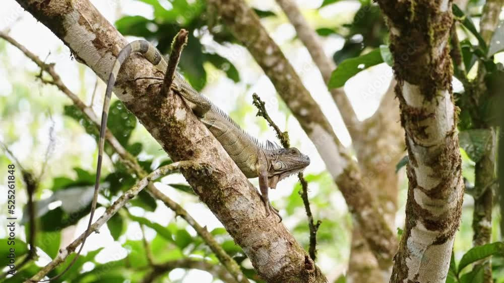 Green Iguana Lizard Lying in a Tree in Rainforest in Costa Rica, Climbing and Walking, Boca Tapada, Wildlife Animal Behaviour and Amazing Nature in Central America Green Iguana Lizard Lying in a Tree in Rainforest in Costa Rica, Climbing and Walking, Boca Tapada, Wildlife Animal Behaviour and Amazing Nature in Central America