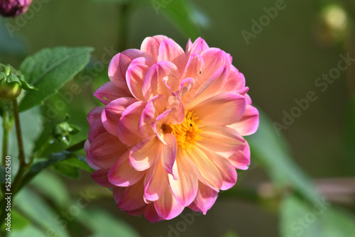 pink and yellow flower  dahlia flower closeup