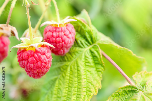 Bush with delicious raspber...