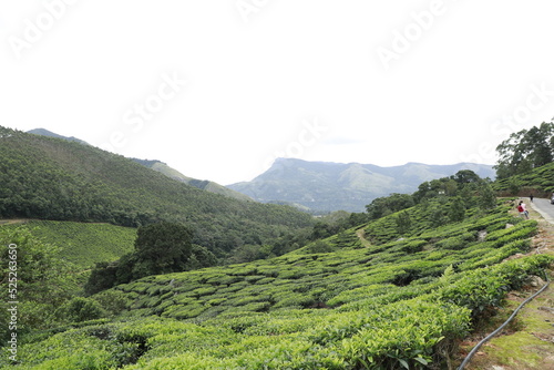 tea plantation