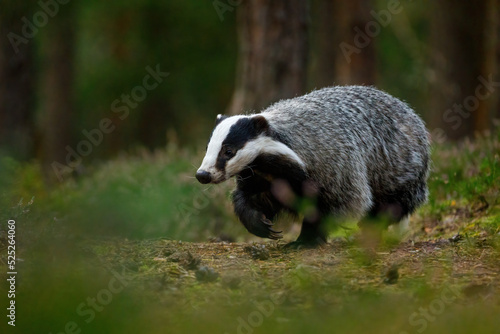 Badger at sunrise. European badger, Meles meles, in green pine forest. Hungry badger sniffs about food in moor. Beautiful black and white striped beast. Cute animal in nature habitat. Morning sunrays. © Vaclav