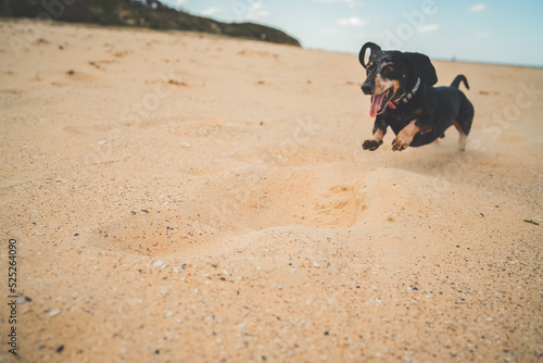 Happy dachshund dog on beach