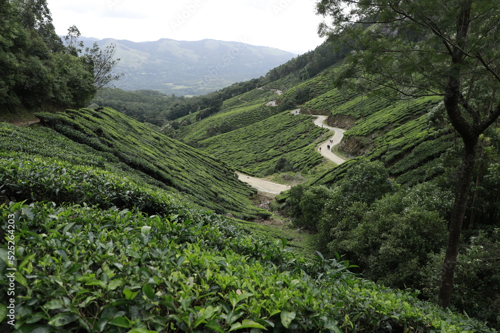Fototapeta premium landscape in the mountains