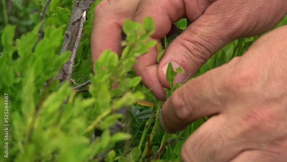 Man's hand picking wild blueberries in the woods Man's hand picking wild blueberries in the woods