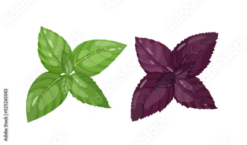 Fresh green and purple basil leaves, spicy herb, vector Illustration on white background