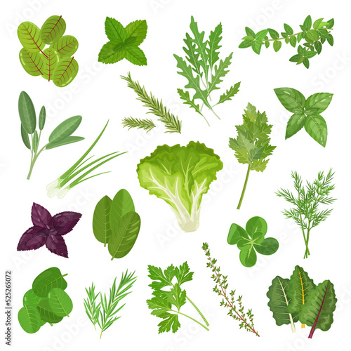 Spicy culinary herbs and lettuce set with basil, mint, oregano, spinach, chard and other plants, vector illustration on white background