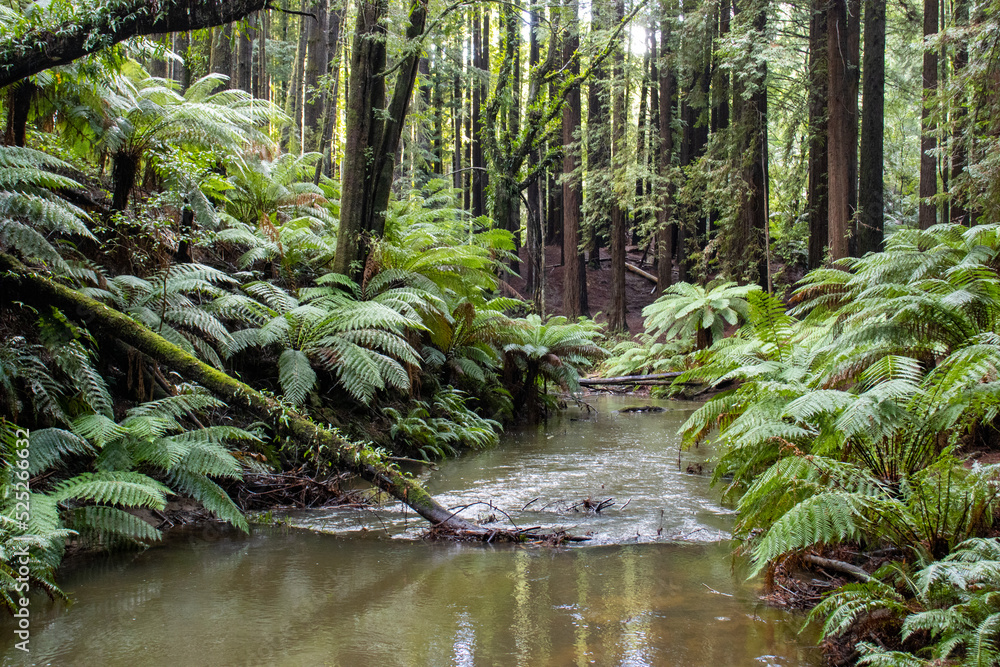 Obraz premium Creek to Waterfall Landscape