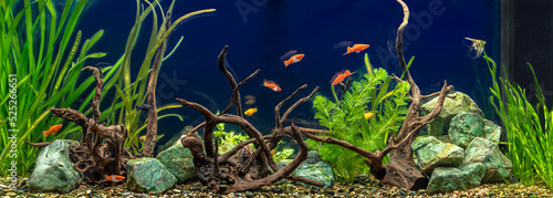 Photography Freshwater aquarium with snags, green stones, tropical fish and water plants