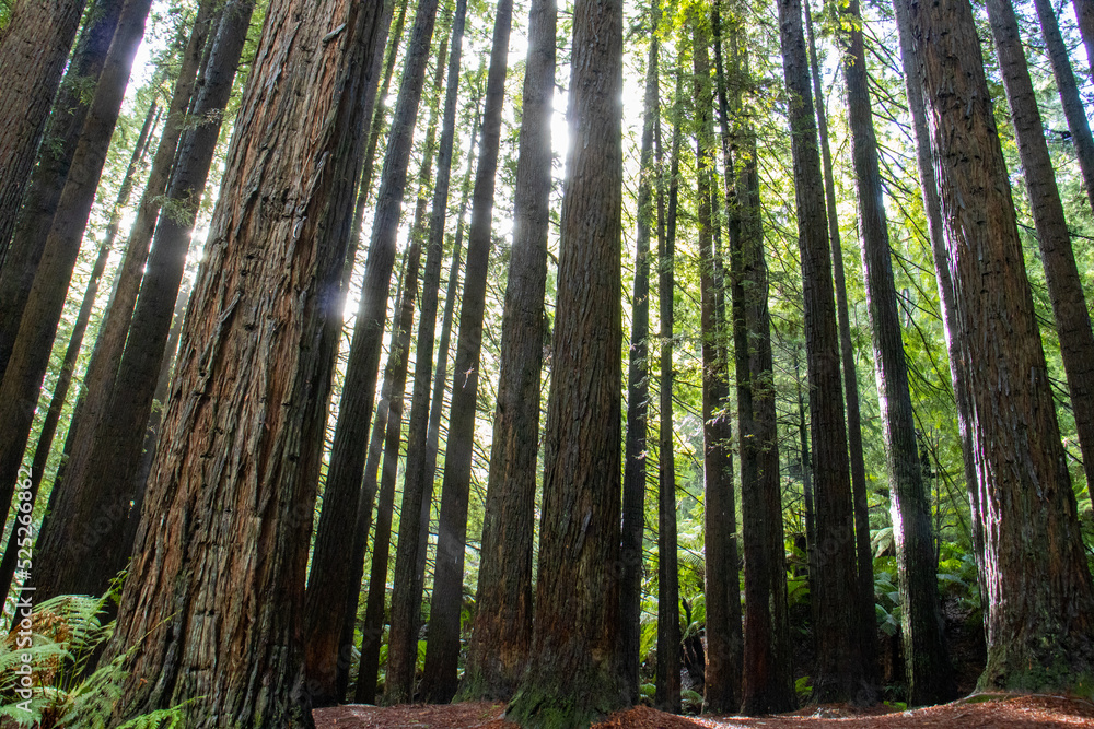 Obraz premium Tall Trees