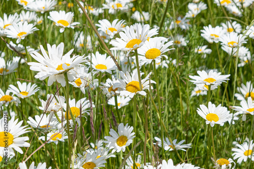 field of daisies
